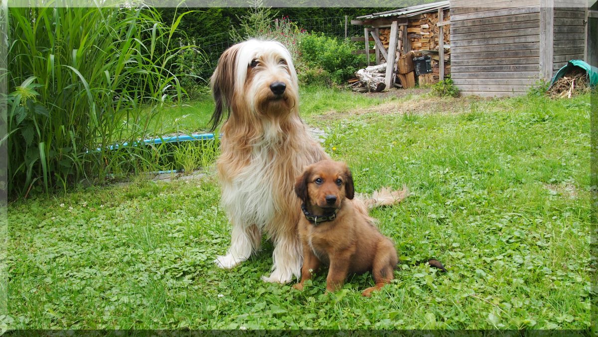 Wäller von der Straubenhalde